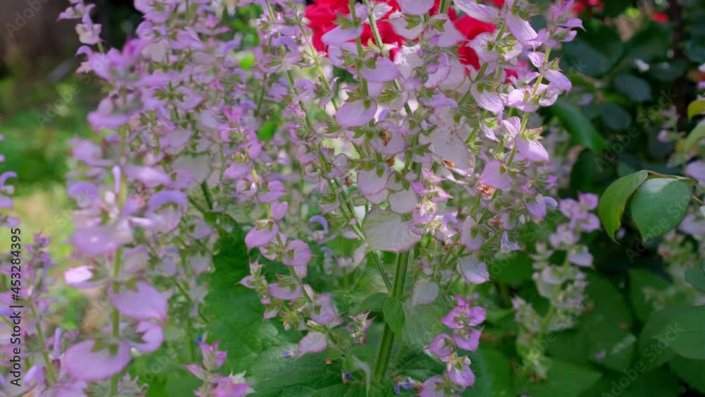 Close up of purple sage flowers during shower. Close up of purple sage flowers during shower.