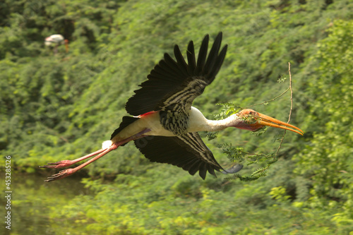 Painted stork