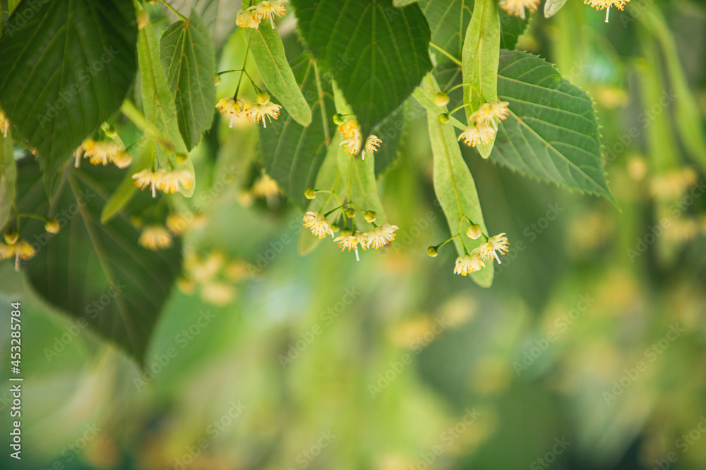 Linden tree flowers (tilia cordata, europea, small-leaved lime, littleleaf linden bloom) Pharmacy, apothecary, natural medicine, healing herbal tea, aromatherapy. Spring background, blurred copy space Linden tree flowers (tilia cordata, europea, small-leaved lime, littleleaf linden bloom) Pharmacy, apothecary, natural medicine, healing herbal tea, aromatherapy. Spring background, blurred copy space