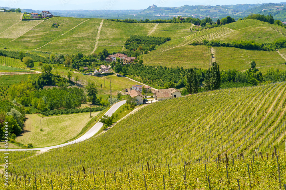 Obraz premium Vineyards of Langhe, Piedmont, Italy at May