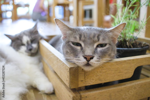 Sleeping cat on box.