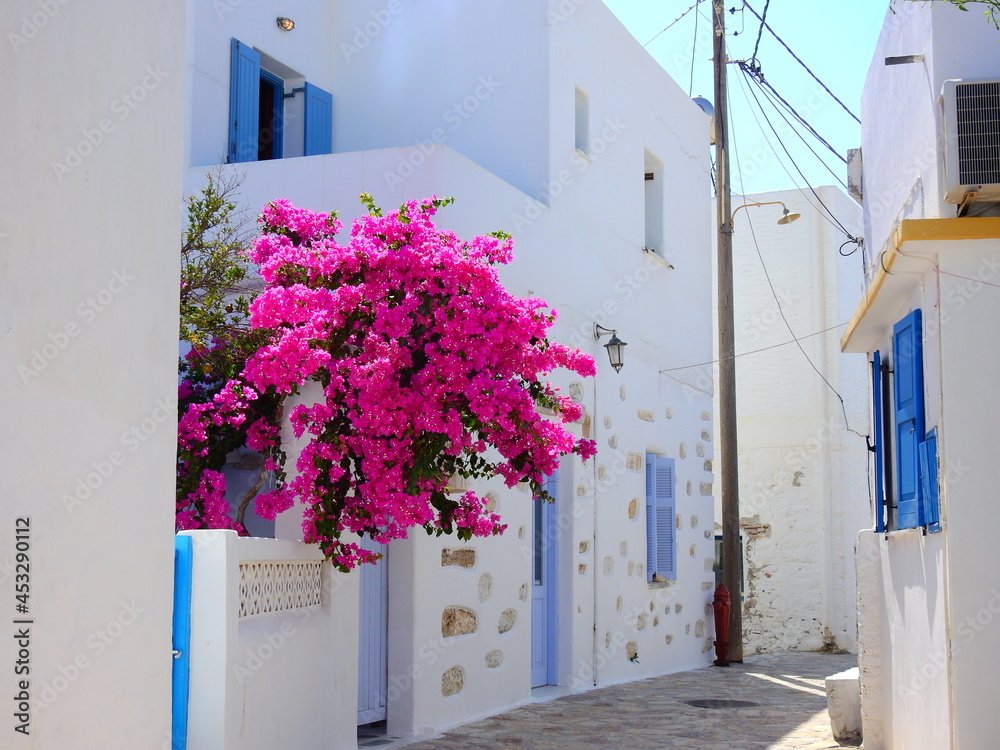 bugambilia plants in fronts of traditional  white cyclades buildings