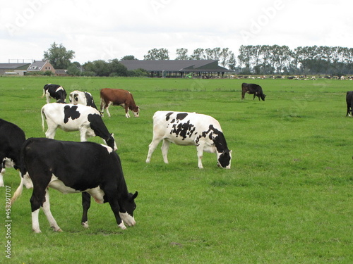 a holstein cattle is grazing in a green meadow with a cowshed in background in the countryside in the netherlands in summer