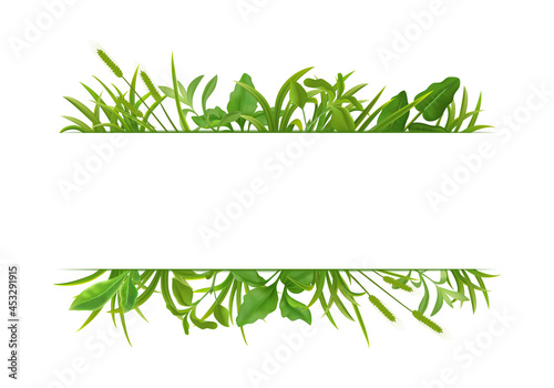 Grass Leaves Realistic Border