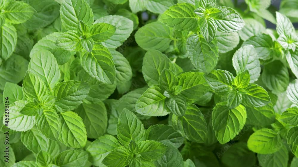 Fresh green mint leaves view from above. Organic mint background. Fresh green mint leaves view from above. Organic mint background.