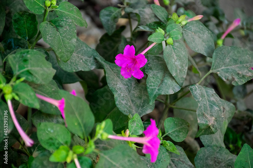 Stock photo of beautiful pink color mirabilis jalapa flower also called four o clock flower or flower night beauty with green leaves on blur background. photo