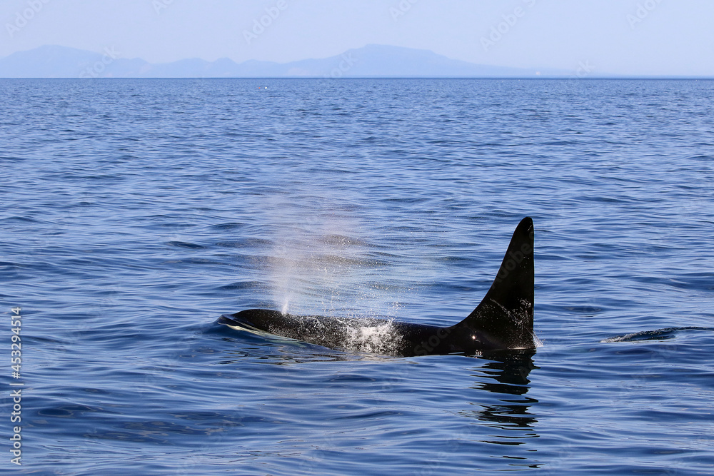 Fototapeta premium 【北海道】知床の海に回遊する野生のシャチ(北海道羅臼沖)