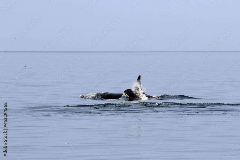 Fototapeta premium 【北海道】知床の海に回遊する野生のシャチ(北海道羅臼沖)