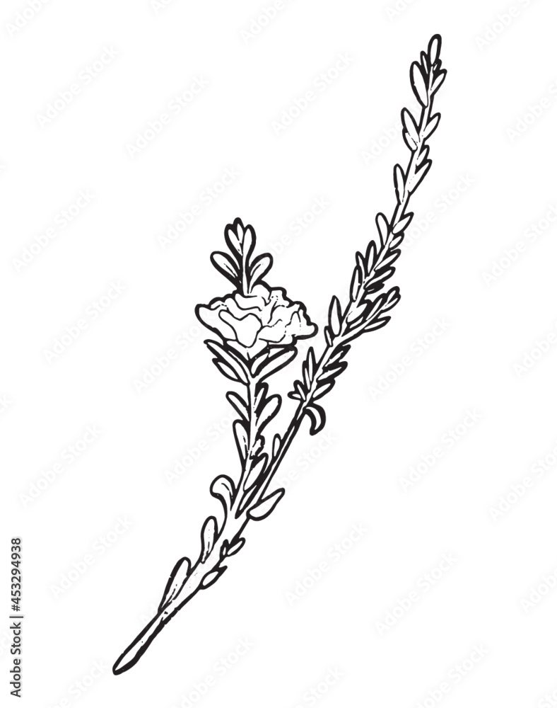 Art Nouveau Botanicals Art Nouveau Botanicals
