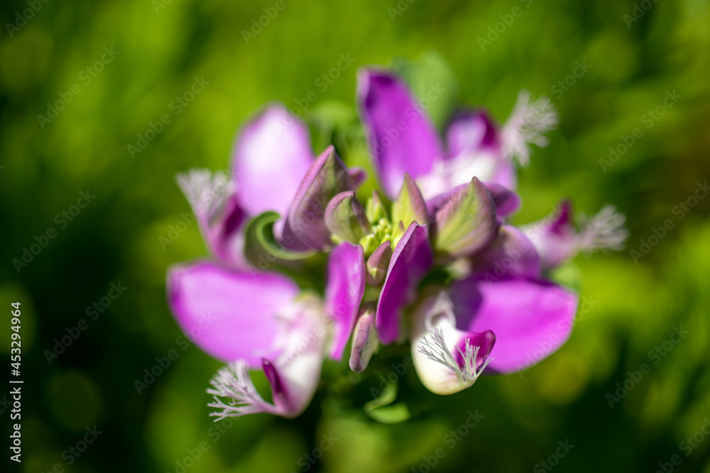 purple crocus flower