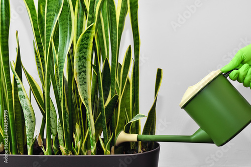 Watering a houseplant from a watering can. Grow and care for a houseplant to decorate the room and home interior. photo