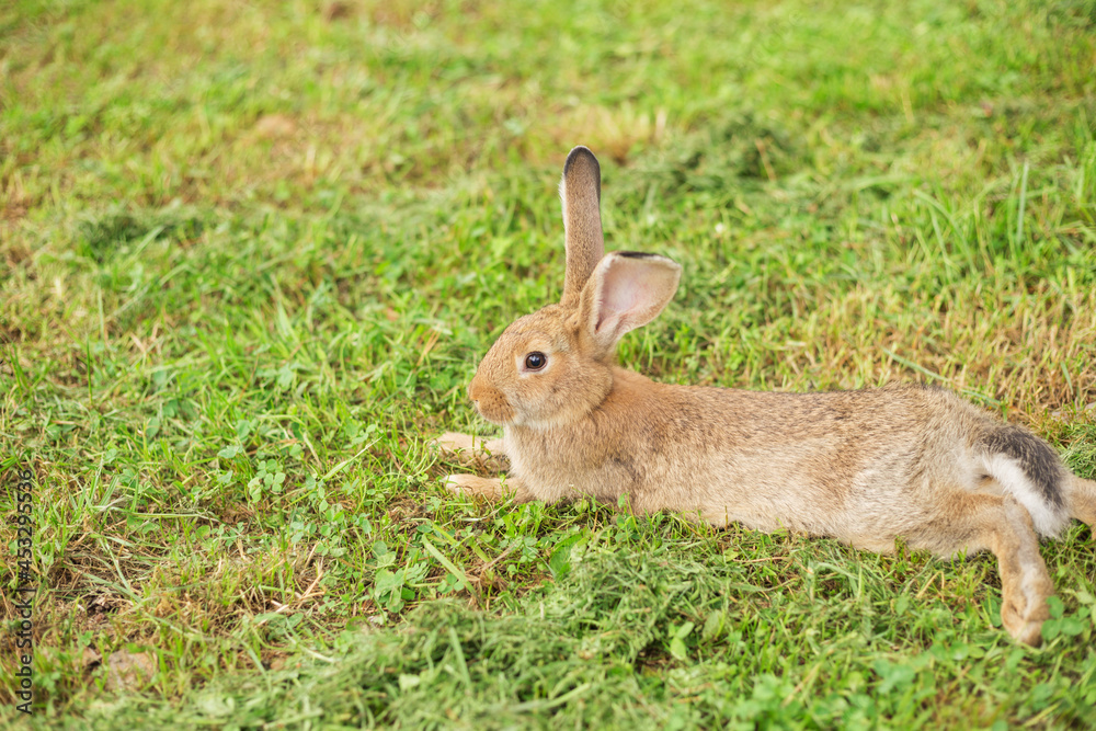 Cute young rabbit relax on the grass. Summertime. Blurred background with copy space. Cute young rabbit relax on the grass. Summertime. Blurred background with copy space.