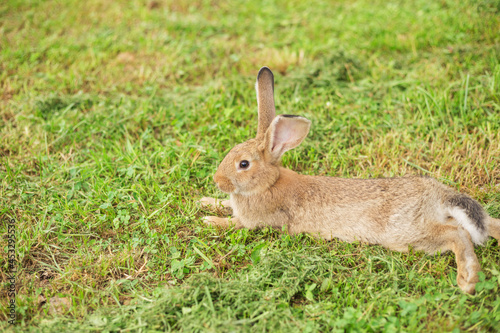 Cute young rabbit relax on the grass. Summertime. Blurred background with copy space.