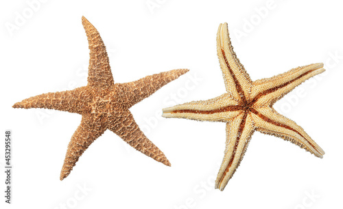 Beautiful sea stars on white background, collage