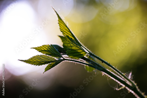 Blackberry leaves in the morning