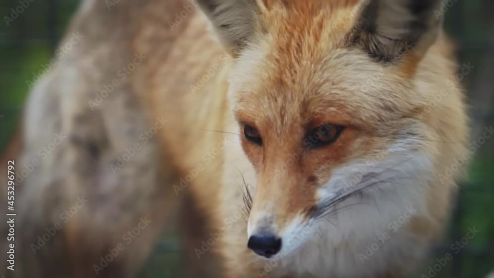 Red Fox licks his lips amusingly and leaves Red Fox licks his lips amusingly and leaves