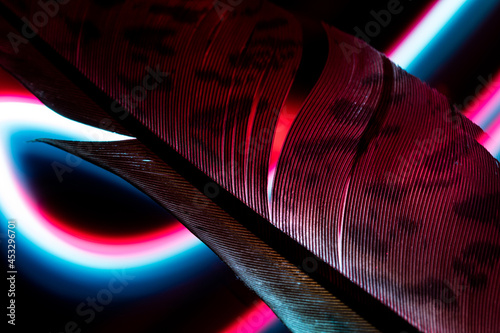 Feather painted by light