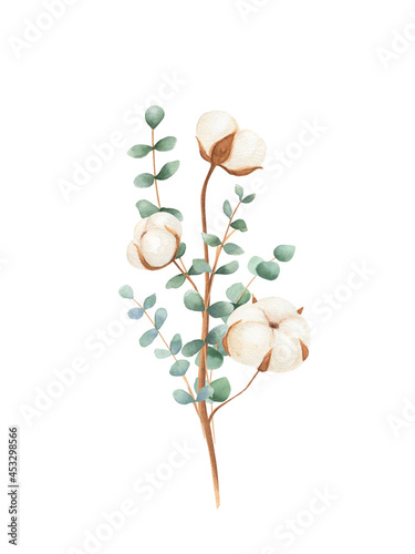 Obraz na plátne Watercolor cotton, eucalyptus botanical illustration isolated on white background
