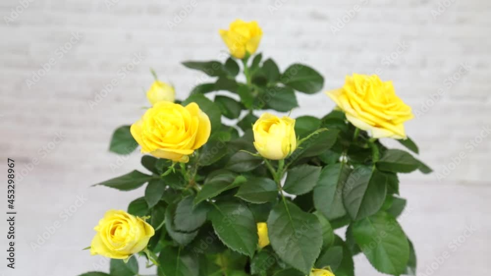 The plant Rose Patio Hit (Latin Rósa) with bright yellow flowers in a pot turns on a light background, top view. Flora home indoor plants flowers. The plant Rose Patio Hit (Latin Rósa) with bright yellow flowers in a pot turns on a light background, top view. Flora home indoor plants flowers.