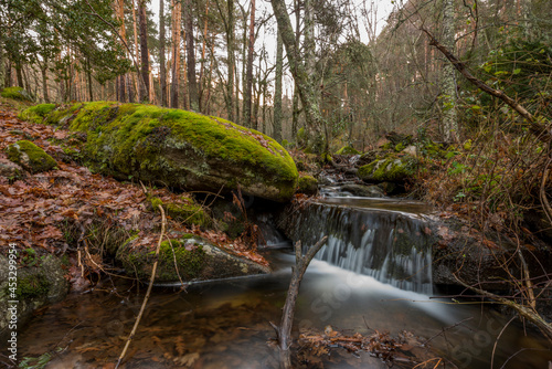 Small mountain stream running between rocks and trees covered with weeds  fallen leaves and moss