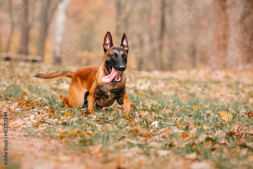 Dog in autumn leaves. Fall season. Pet on the walk. Belgian Shepherd Malinoise breed dog