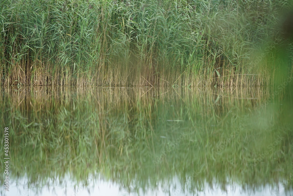 Schilfrohr oder Röhricht, Reet Gras in einem See, Naturschutz Gebiet im Sommer, Phragmites australis Schilfrohr oder Röhricht, Reet Gras in einem See, Naturschutz Gebiet im Sommer, Phragmites australis