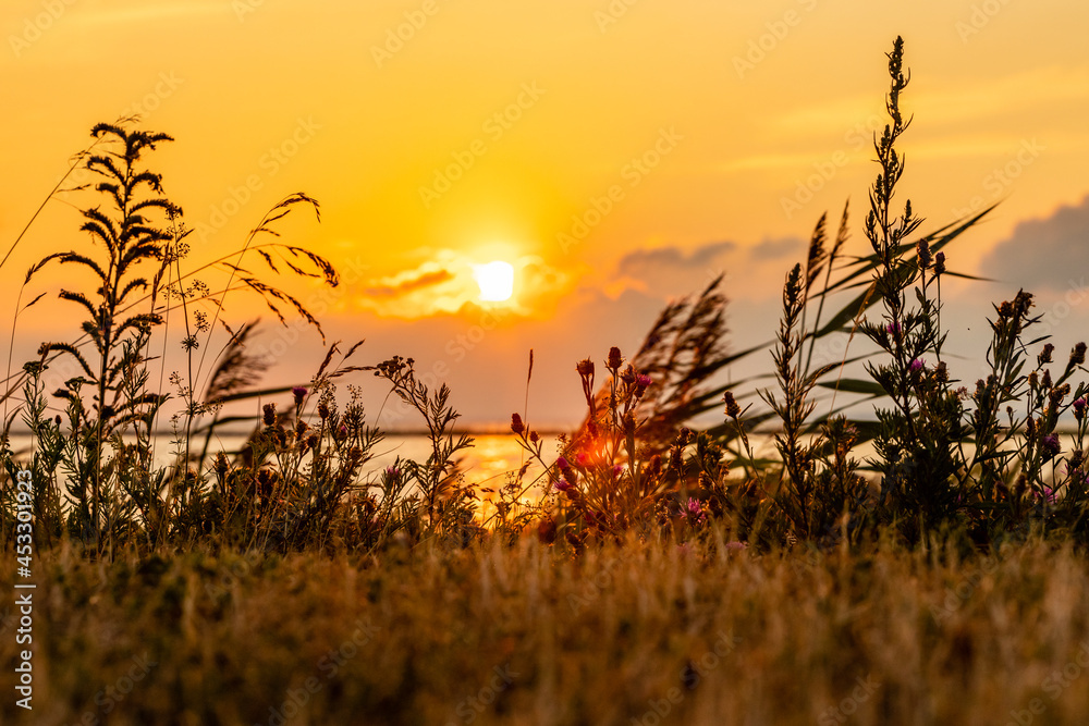 Sunset over the sea. Close up horizontal photo of grass silhouettes during sunset in summer in the coast. Study of grass during golden hour at beach. Sunset over the sea. Close up horizontal photo of grass silhouettes during sunset in summer in the coast. Study of grass during golden hour at beach.