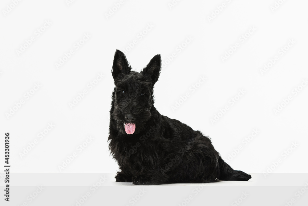 Small funny black dog Scotch terrier isolated over white studio background. Concept of motion, action, active lifestyle, animal life, care, responsibility for pets