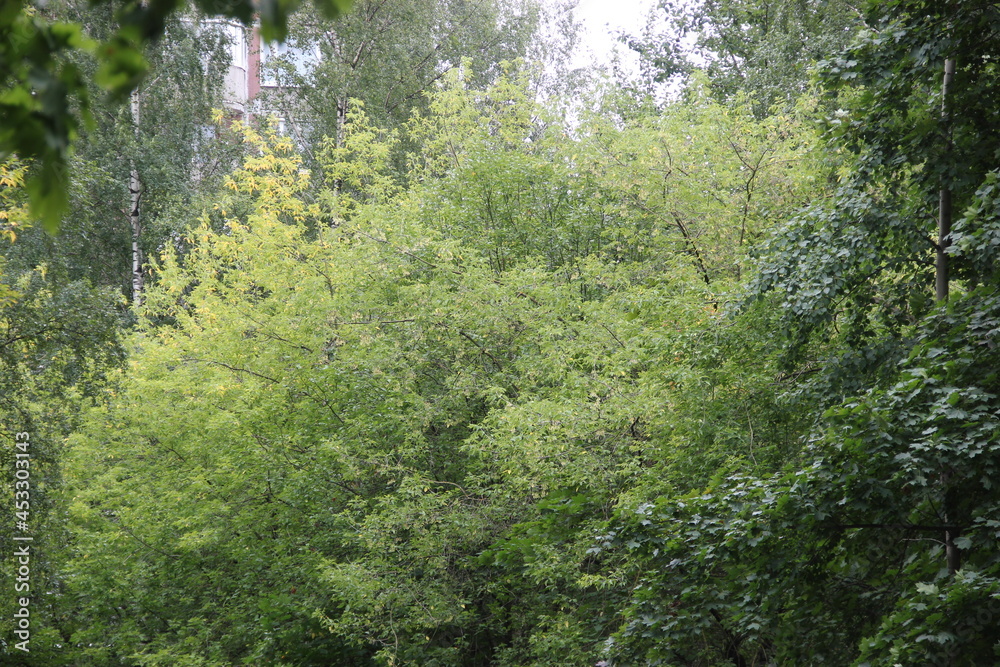 Fototapeta premium moss covered trees