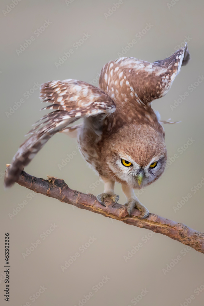 Obraz premium Little owl. Colorful nature background. Athene noctua. 