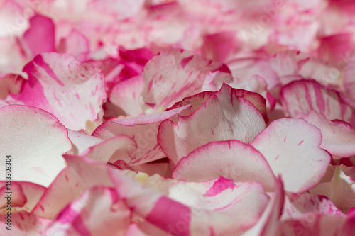 Background of beautiful natural rose petals clous-ap