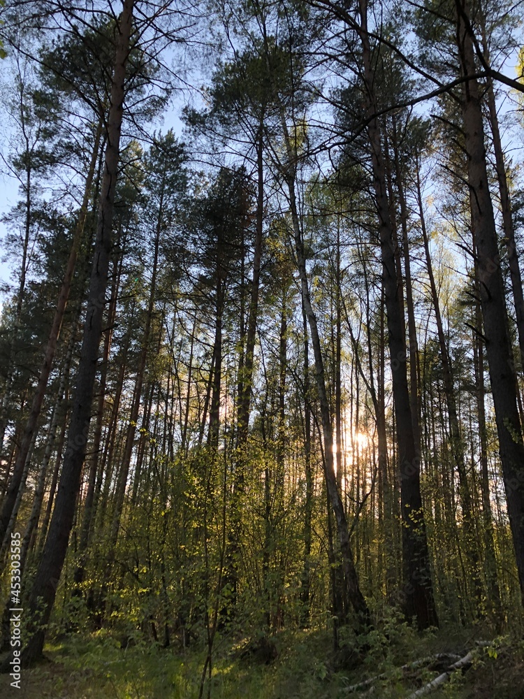 Green forest.