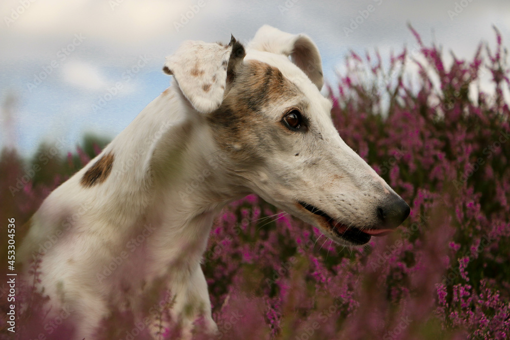 beautiful Galgo head portrait sits in a field of pink heather
