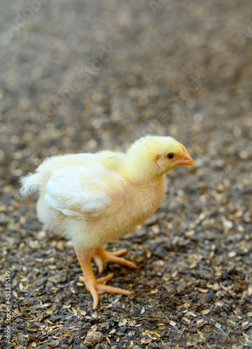 Natural farming cmall baby chicks. Yellow cute fluffy chicks walking around.