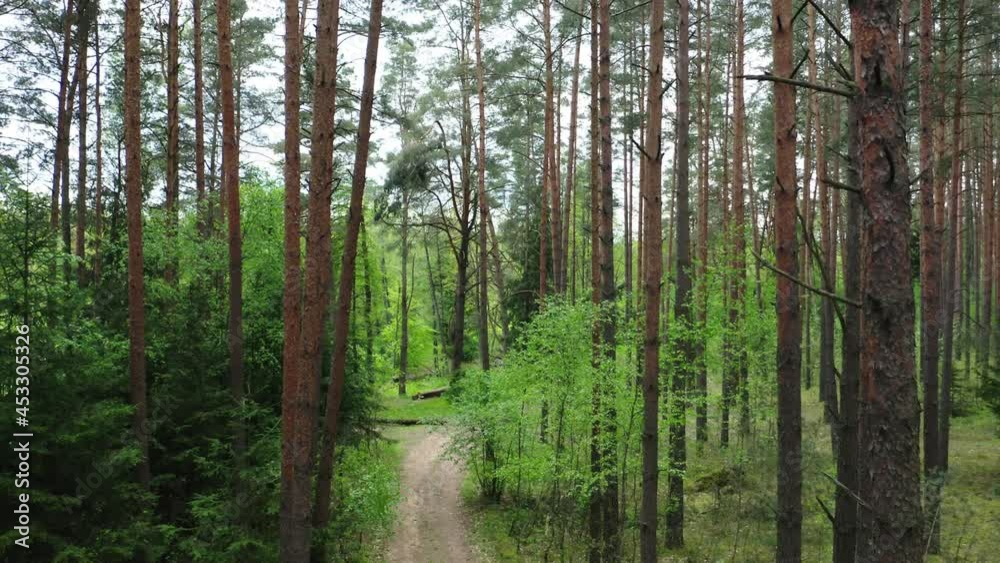 Drone shot flying forward through spring pine tree forest. Drone shot flying forward through spring pine tree forest.