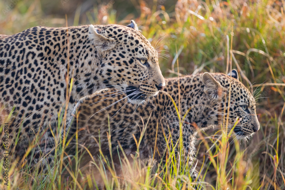 Leopard mother with cub in Masai Mara, Kenya Leopard mother with cub in Masai Mara, Kenya