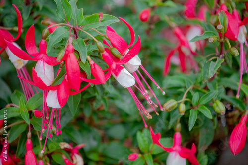 Selective focus of Fuchsia magellanica, White pink flower in the garden, Hummingbird fuchsia or hardy fuchsia is a species of flowering plant in the family Evening Primrose family, Floral background.