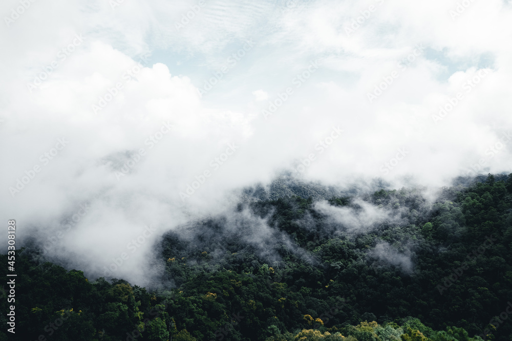 road in the forest rainy season nature trees and fog road in the forest rainy season nature trees and fog