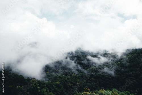 road in the forest rainy season nature trees and fog