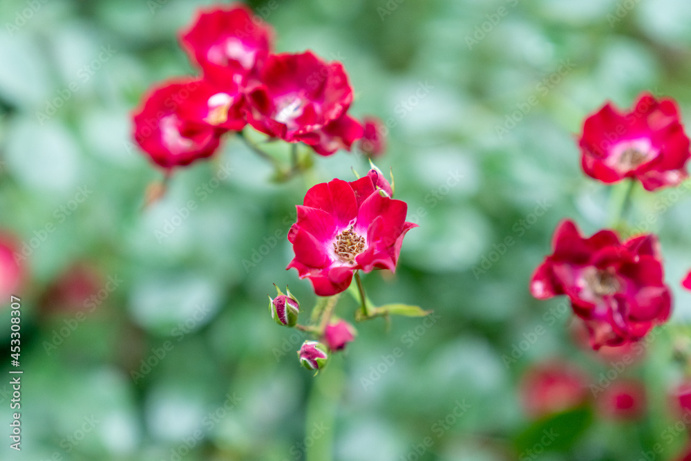 花 花