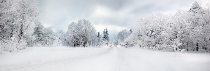 Winter road and trees covered with snow