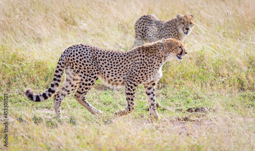 Cheetah in Masai Mara, Kenya © Ruzdi