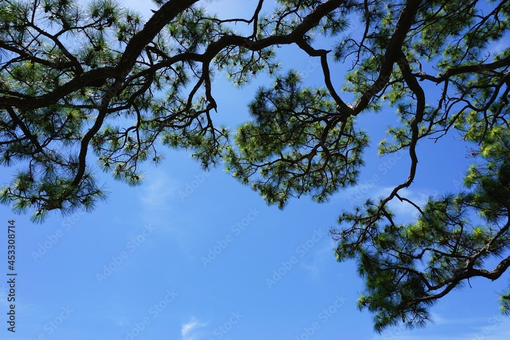 Looking up at gnarly pine tree branches with blue sky above on a sunny day Looking up at gnarly pine tree branches with blue sky above on a sunny day