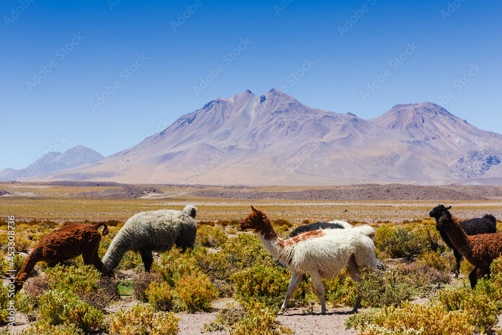 Fototapeta premium Beautiful scenario in the Atacama Desert, northern Chile, South America