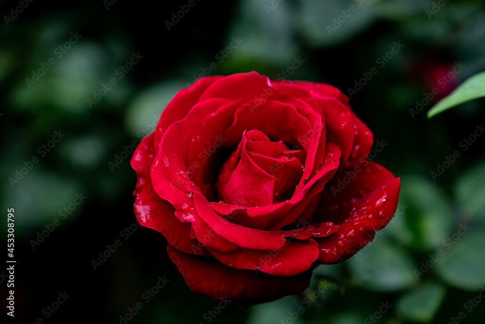 花 花