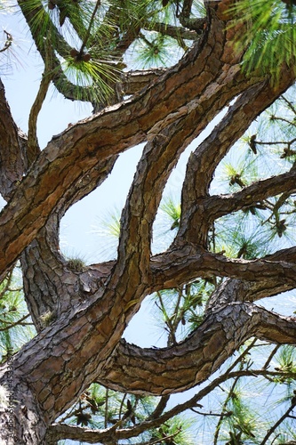 Looking up at gnarly tangled brown tree branches natural vertical background pattern © John