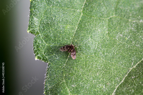 Eine winzig kleine Motte sitzt auf einem Blatt. photo