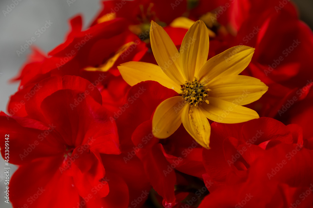 Single yellow Gazania or African daisy in a red geranium