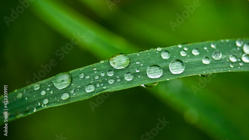 drops of morning dew on the grass macro photo