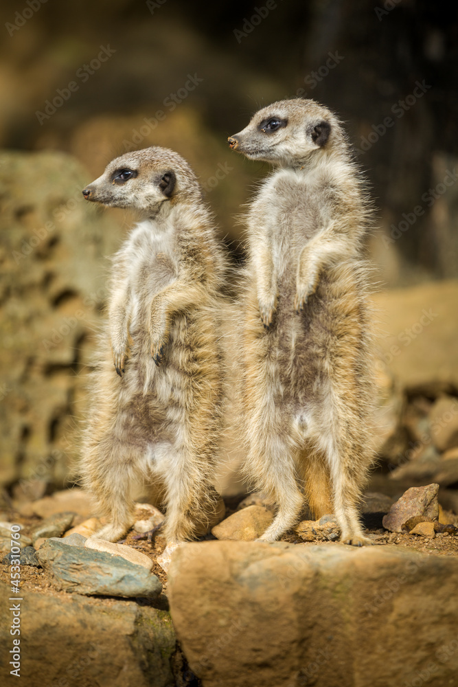meerkat on the savannah meerkat on the savannah